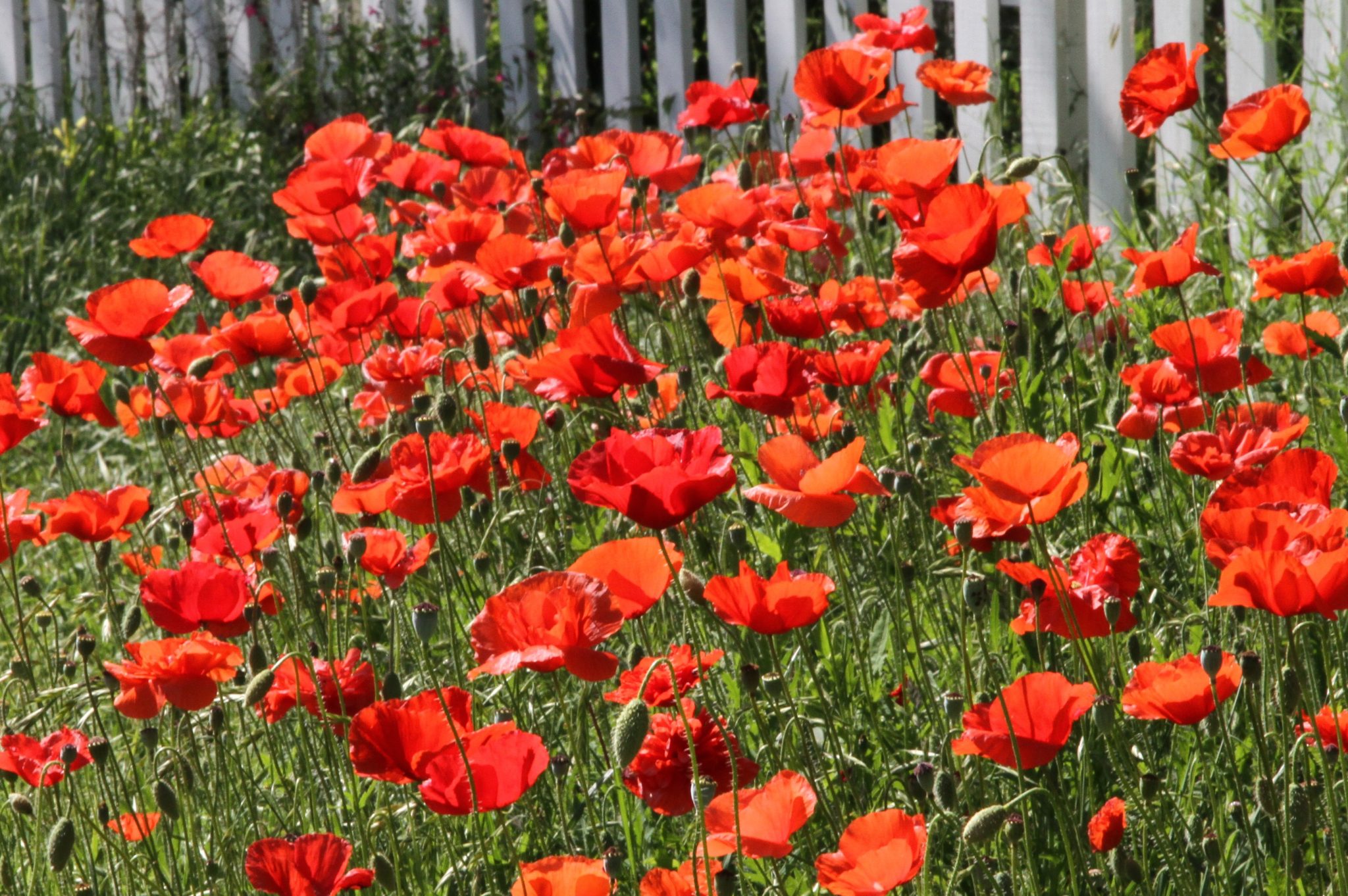 Red Poppy Festival